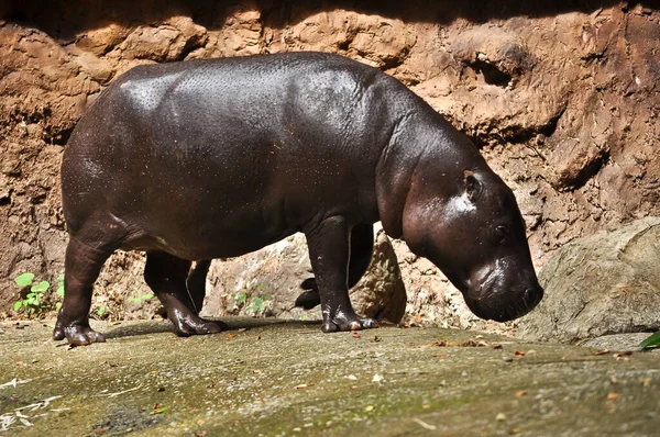 Pygmy hippo — Stock Photo, Image