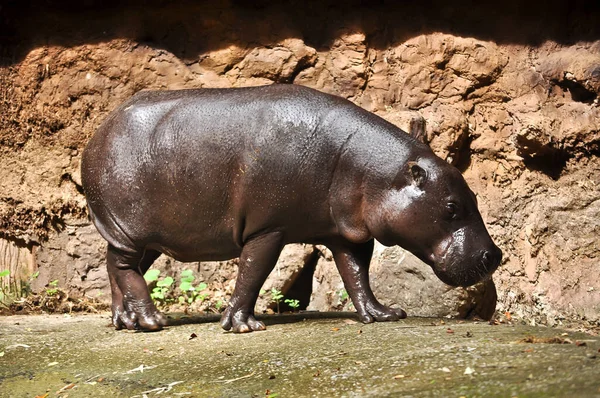 Pygmy hippo — Stockfoto