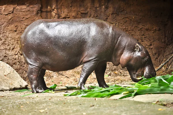 Hipopótamo pigmeu — Fotografia de Stock