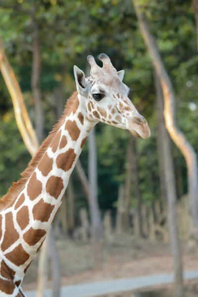 Reticulated giraffe — Stock Photo, Image