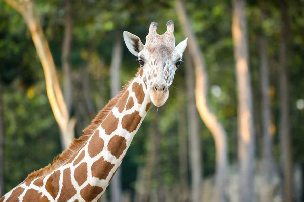 Reticulated giraffe — Stock Photo, Image