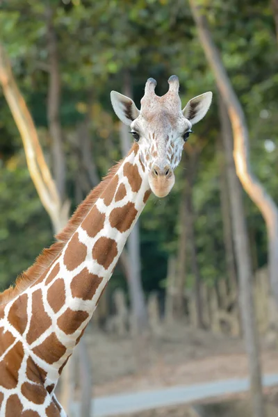 Jirafa reticulada — Foto de Stock