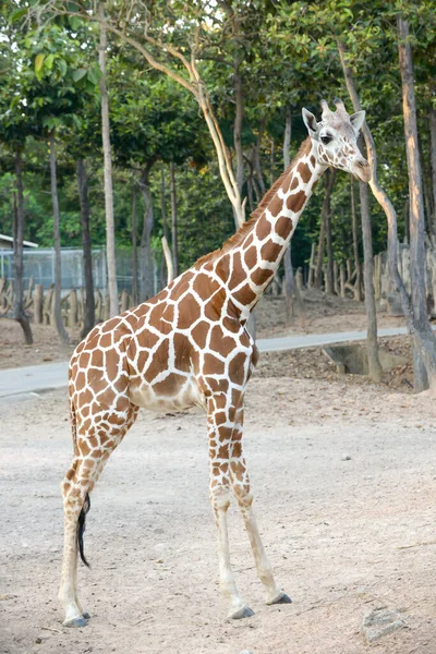 Reticulated Giraffe — Stockfoto