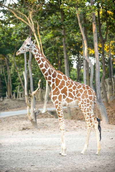 Netzgiraffe — Stockfoto