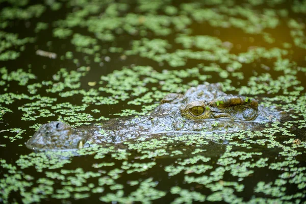 Croccodil — Fotografie, imagine de stoc