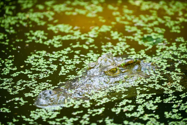 Crocodilo — Fotografia de Stock