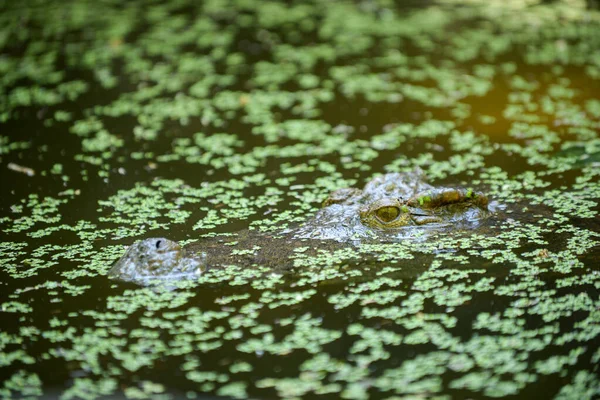 Crocodilo — Fotografia de Stock