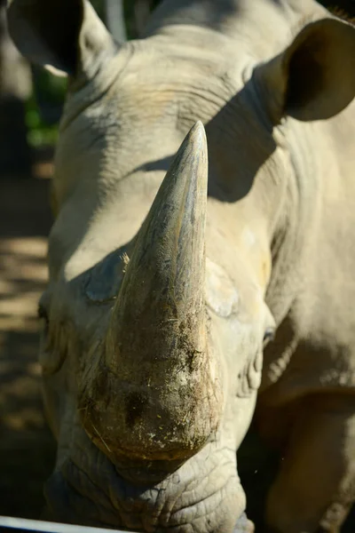 Rhino hoorn — Stockfoto
