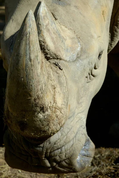 Rhino Ріг — стокове фото