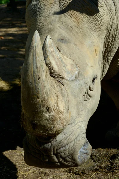 Rhino hoorn — Stockfoto