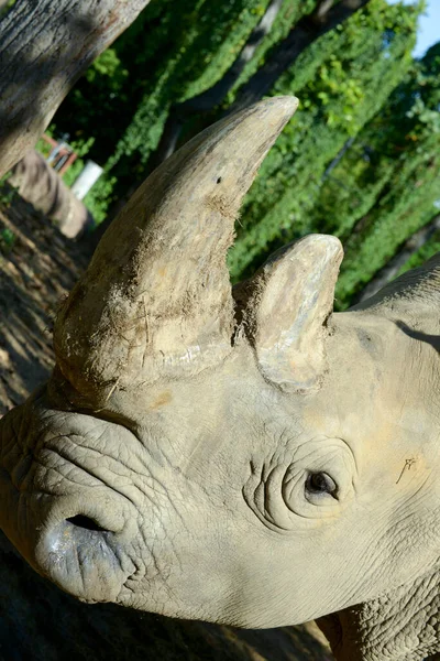 Cuerno de rinoceronte — Foto de Stock