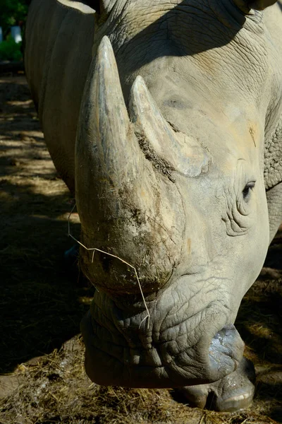Rhino hoorn — Stockfoto