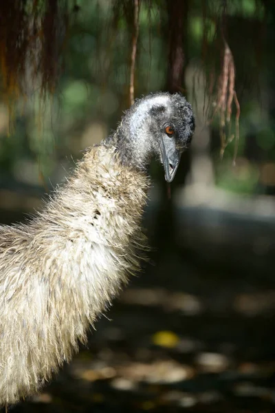 Emu — Zdjęcie stockowe