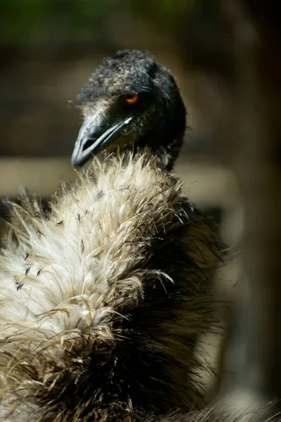 Emu — Stockfoto