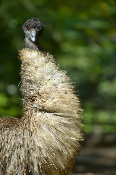 Emu — Foto Stock
