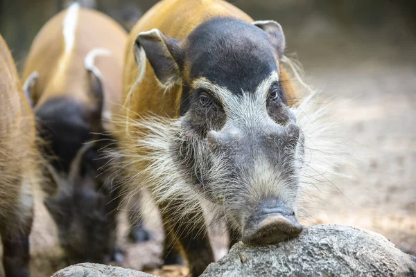 レッドリバー豚 — ストック写真