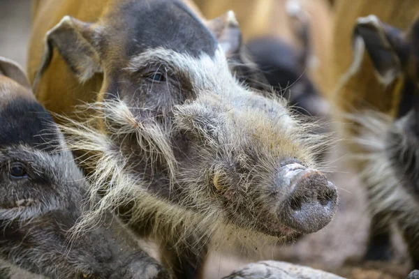 Red River Hog — Stock Photo, Image