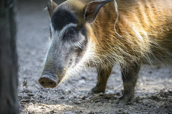 Cerdo rojo del río — Foto de Stock