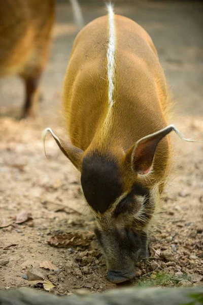 Red River Hog — Stock Photo, Image