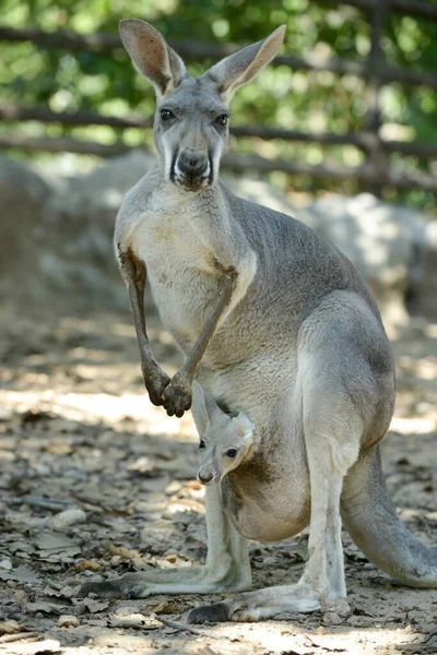 Joey (baby kangaroo) — Zdjęcie stockowe