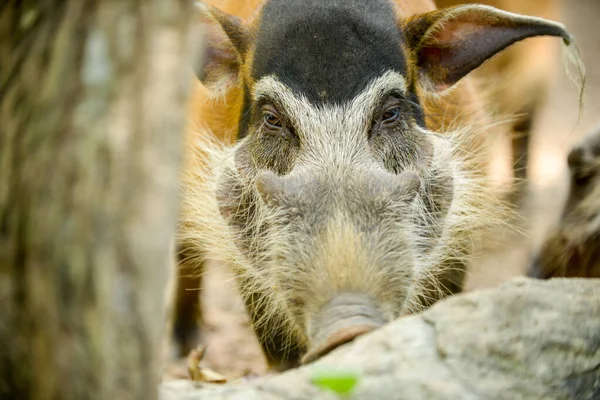 Porcs de la rivière Rouge — Photo