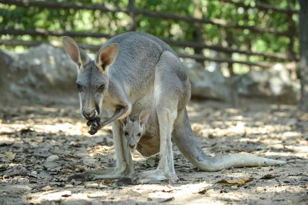 Joey (baby kangaroo) — Zdjęcie stockowe