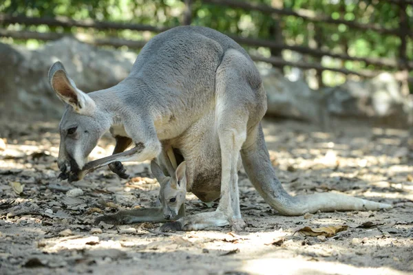 Joey (baby kangaroo) — Stock Photo, Image
