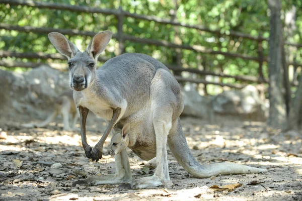 Joey (baby kangaroo) — Stock Photo, Image