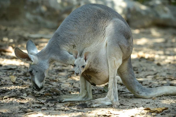 Joey (bébé kangourou ) — Photo