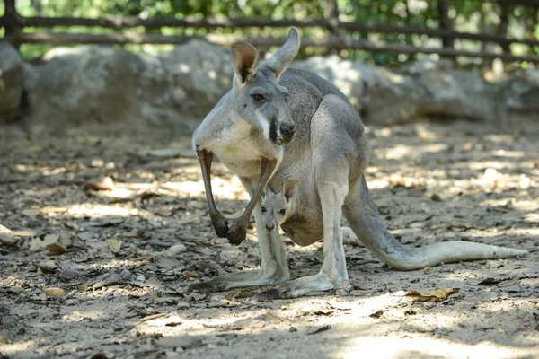 Joey (baby kangaroo) — Zdjęcie stockowe