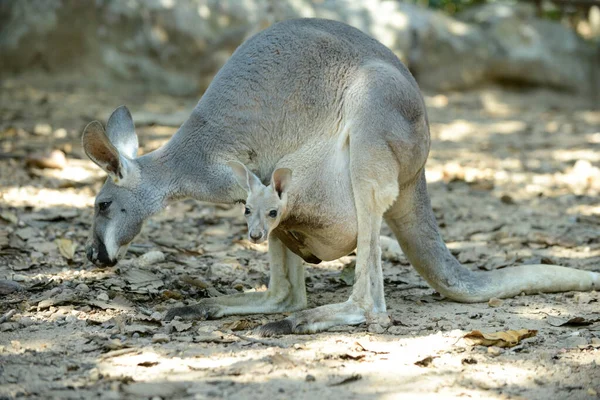 Joey (baby kangaroo) — Stock Photo, Image