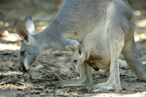 Joey (baby kangaroo) — Stok fotoğraf