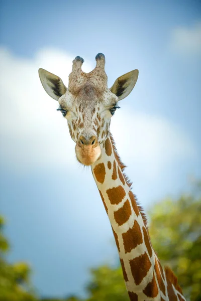 Сетчатый жираф — стоковое фото