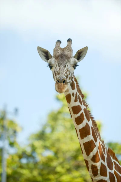 Girafe réticulée — Photo