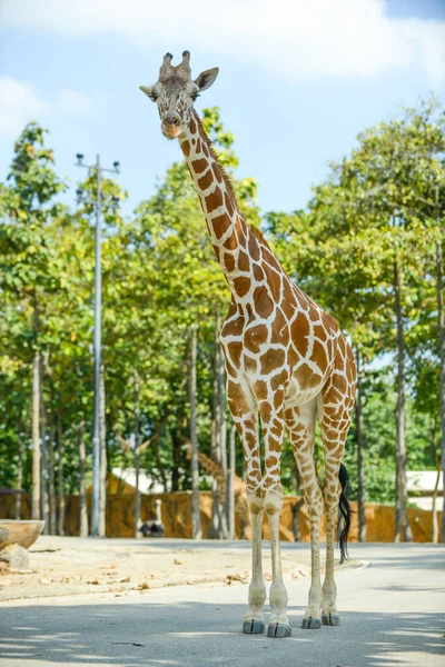 Retiküle zürafa — Stok fotoğraf