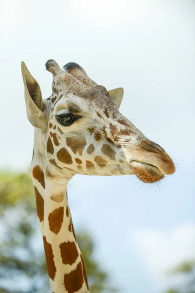 Сетчатый жираф — стоковое фото