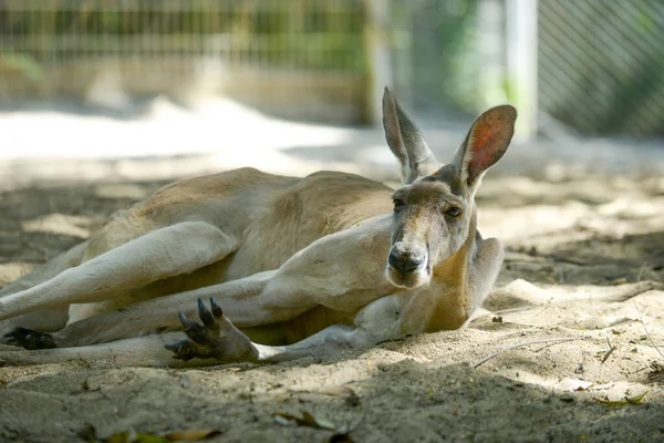 Kangaroo — Stock Photo, Image