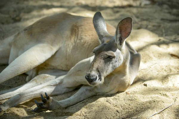 Kangaroo — Stock Photo, Image