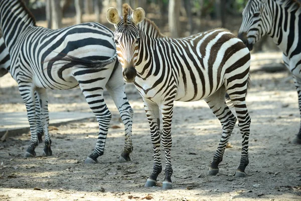 Zebra — Stock Photo, Image