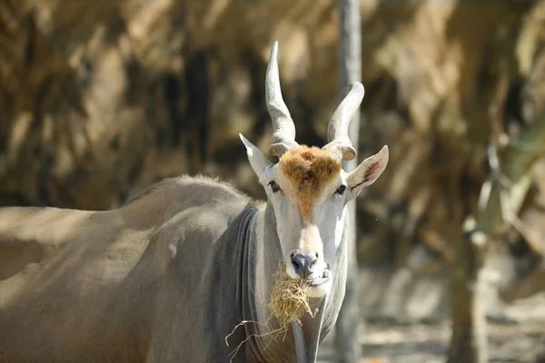 Common eland — Stock Photo, Image