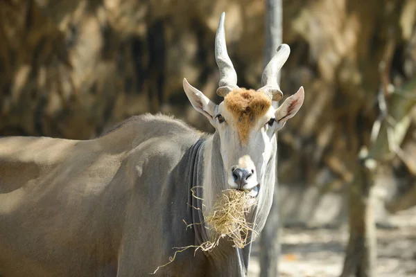 Elandantilope — Stockfoto