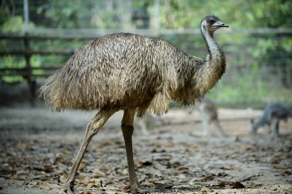 Emu — Foto Stock