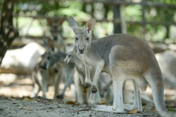 Känguru — Stockfoto