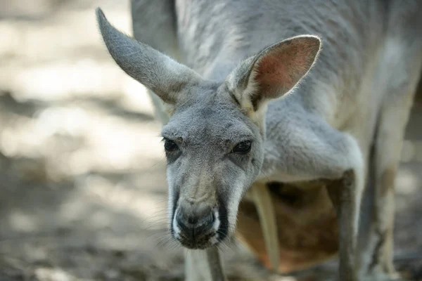 Kanguru — Stok fotoğraf