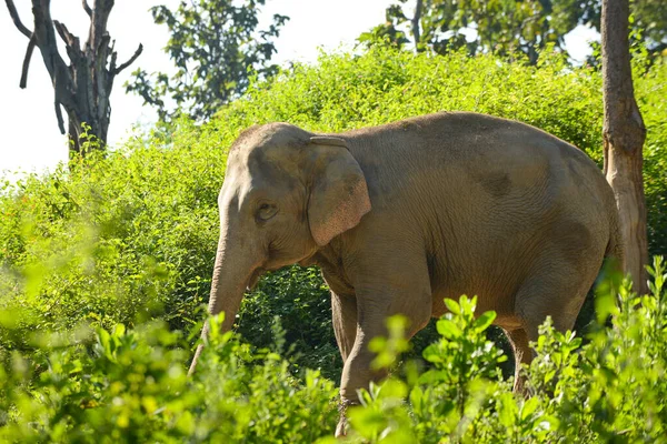 Asiatischer Elefant — Stockfoto