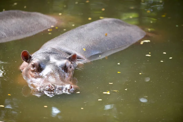 Hippos Aggressive Betragtes Som Meget Farlige - Stock-foto