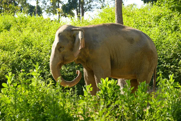 Elefante asiático —  Fotos de Stock