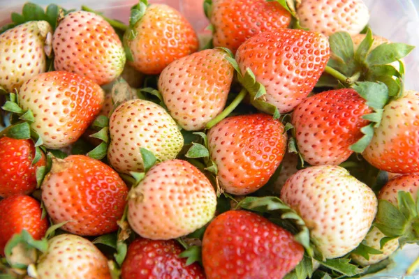 Verse aardbeien — Stockfoto