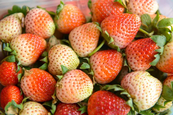 Verse aardbeien — Stockfoto