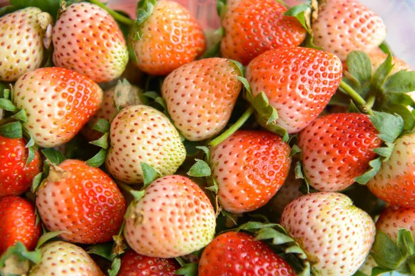 Verse aardbeien — Stockfoto